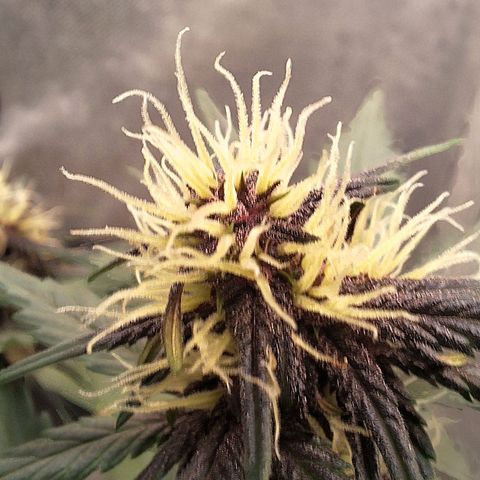 Fastbuds 8️⃣ growlog timeline photo