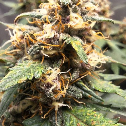 Fast Buds Mix Pack5️⃣ growlog timeline photo