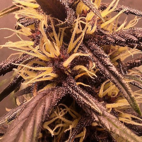 Fastbuds 8️⃣ growlog timeline photo