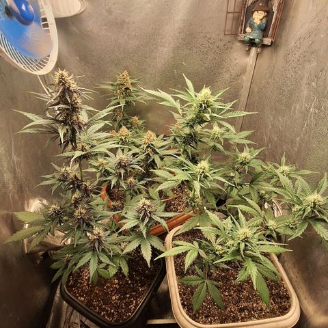 FastBuds 7️⃣ growlog timeline photo