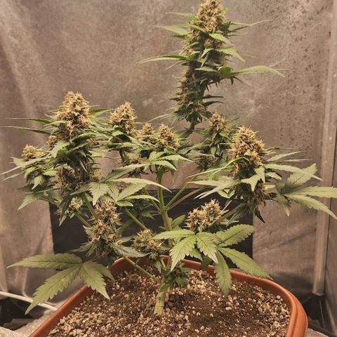 Fast Buds Mix Pack5️⃣ growlog timeline photo