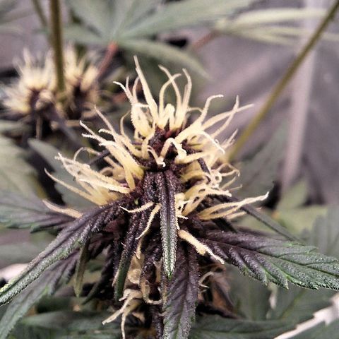Fastbuds 8️⃣ growlog timeline photo
