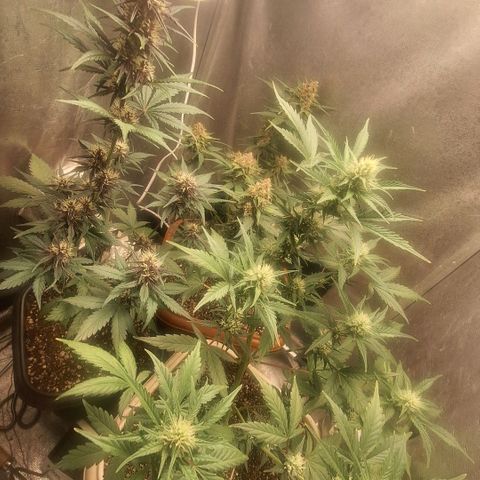 FastBuds 7️⃣ growlog timeline photo