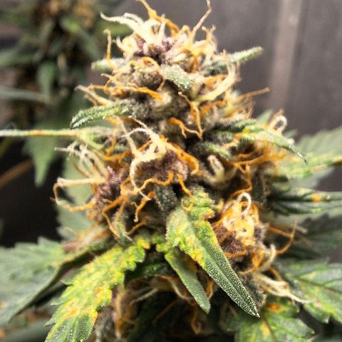 Fast Buds Mix Pack5️⃣ growlog timeline photo
