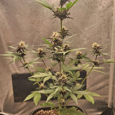Fastbuds 8️⃣ growlog timeline photo