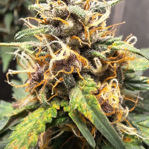 Fast Buds Mix Pack5️⃣ growlog timeline photo