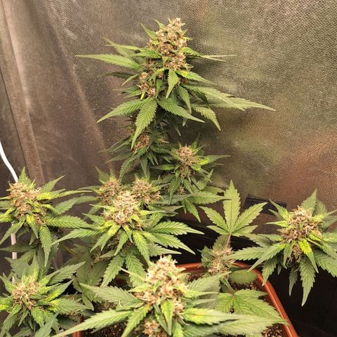 Fast Buds Mix Pack5️⃣ growlog timeline photo