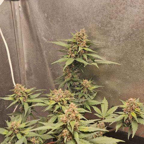 Fast Buds Mix Pack5️⃣ growlog timeline photo