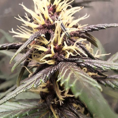 Fastbuds 8️⃣ growlog timeline photo