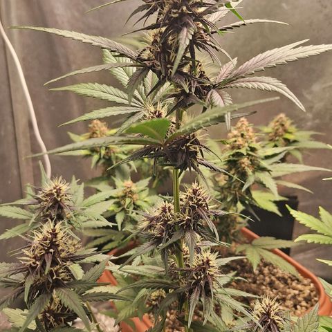 Fastbuds 8️⃣ growlog timeline photo