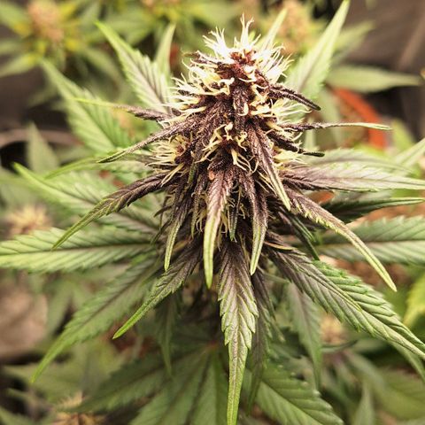 Fastbuds 8️⃣ growlog timeline photo