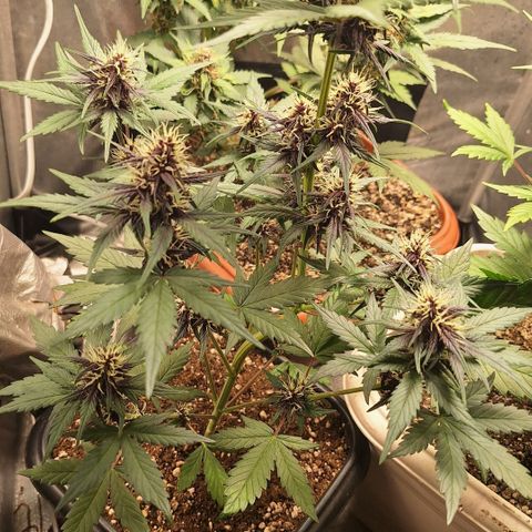 Fastbuds 8️⃣ growlog timeline photo
