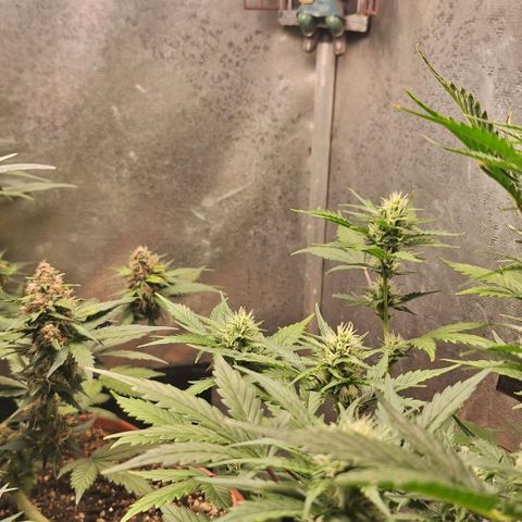 FastBuds 7️⃣ growlog timeline photo