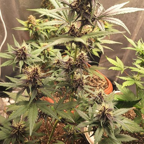 Fastbuds 8️⃣ growlog timeline photo