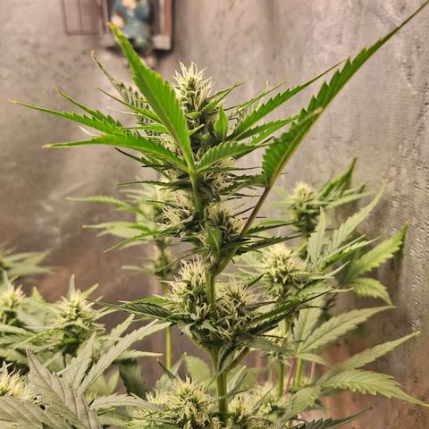 FastBuds 7️⃣ growlog timeline photo