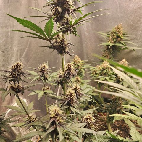 Fastbuds 8️⃣ growlog timeline photo