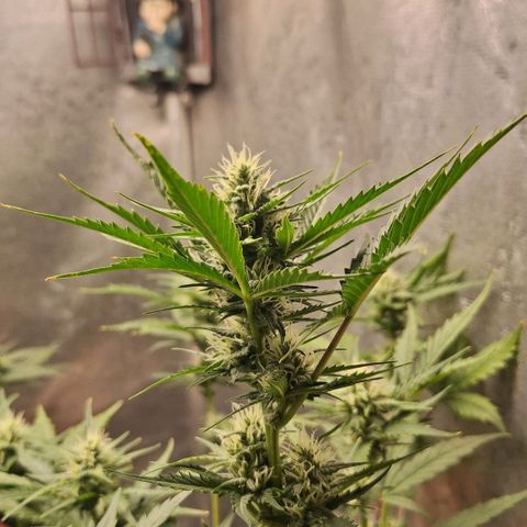 FastBuds 7️⃣ growlog timeline photo