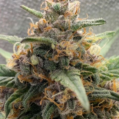 Fast Buds Mix Pack5️⃣ growlog timeline photo