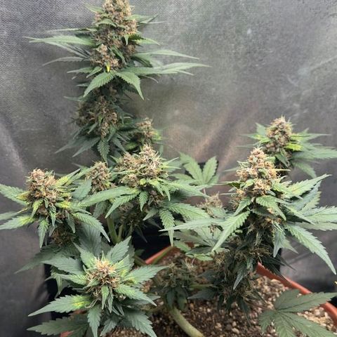 Fast Buds Mix Pack5️⃣ growlog timeline photo