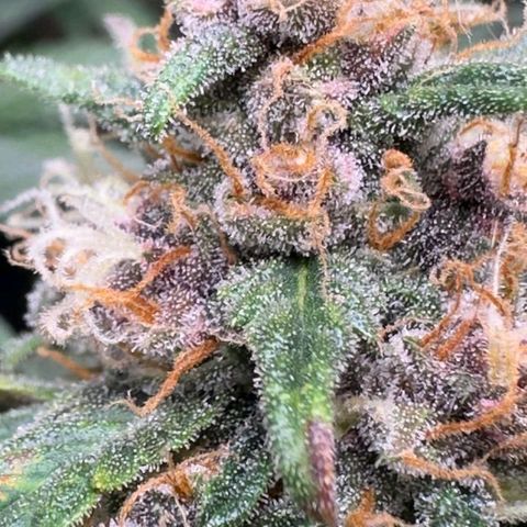 Fast Buds Mix Pack5️⃣ growlog timeline photo