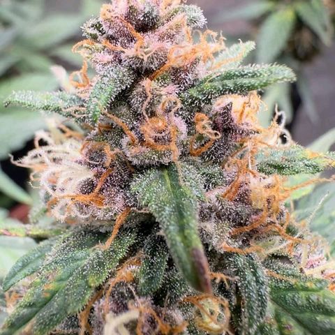 Fast Buds Mix Pack5️⃣ growlog timeline photo