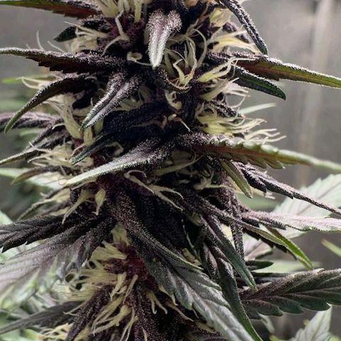Fastbuds 8️⃣ growlog timeline photo