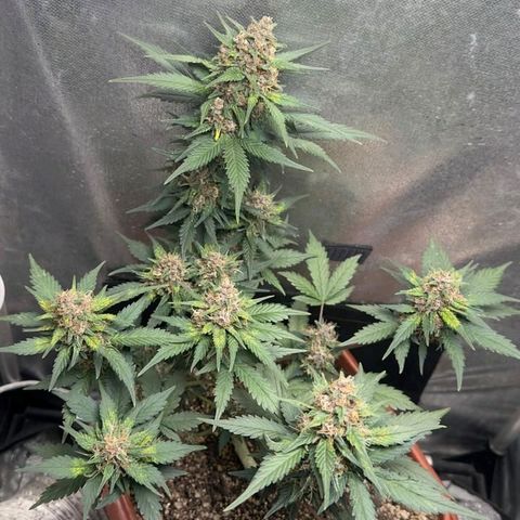 Fast Buds Mix Pack5️⃣ growlog timeline photo