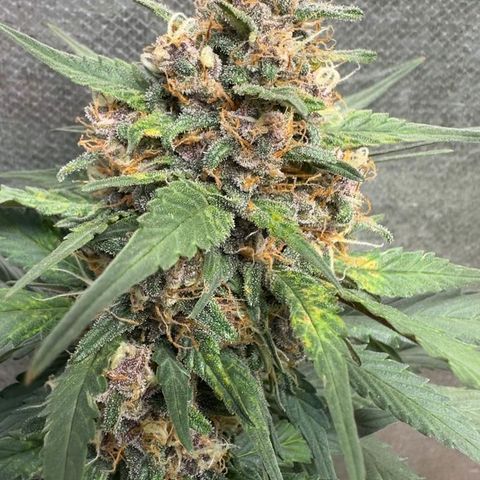 Fast Buds Mix Pack5️⃣ growlog timeline photo