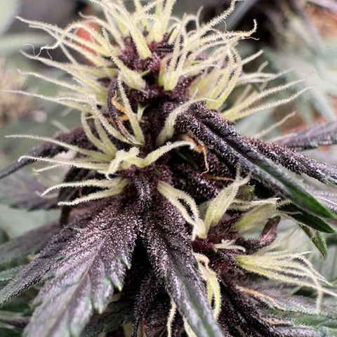 Fastbuds 8️⃣ growlog timeline photo