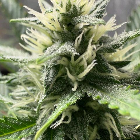 FastBuds 7️⃣ growlog timeline photo