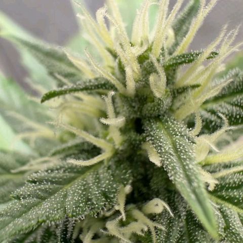 FastBuds 7️⃣ growlog timeline photo