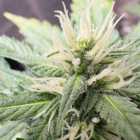 FastBuds 7️⃣ growlog timeline photo
