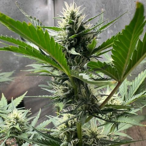FastBuds 7️⃣ growlog timeline photo
