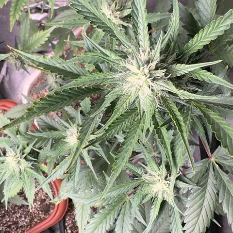 FastBuds 7️⃣ growlog timeline photo