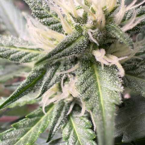 FastBuds 7️⃣ growlog timeline photo