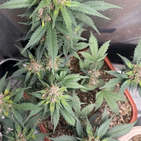Fast Buds Mix Pack5️⃣ growlog timeline photo