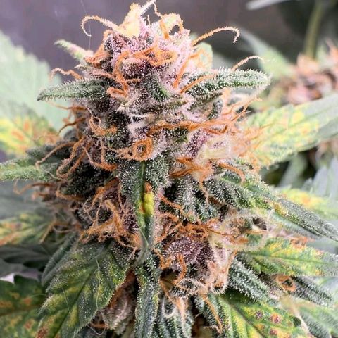 Fast Buds Mix Pack5️⃣ growlog timeline photo