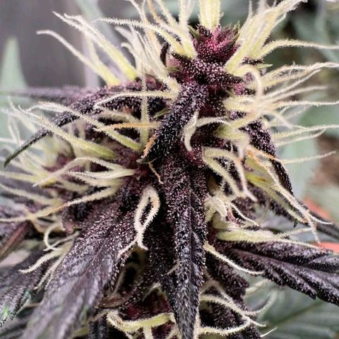 Fastbuds 8️⃣ growlog timeline photo