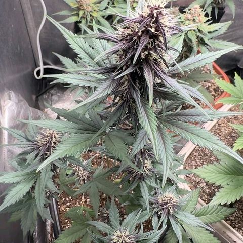 Fastbuds 8️⃣ growlog timeline photo