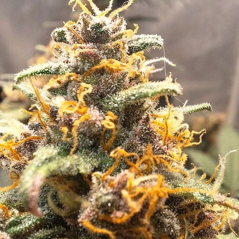Fast Buds Mix Pack5️⃣ growlog timeline photo