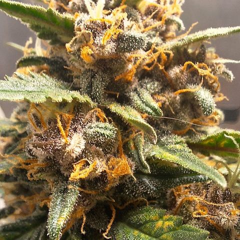 Fast Buds Mix Pack5️⃣ growlog timeline photo