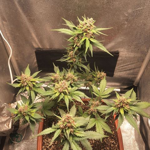 Fast Buds Mix Pack5️⃣ growlog timeline photo
