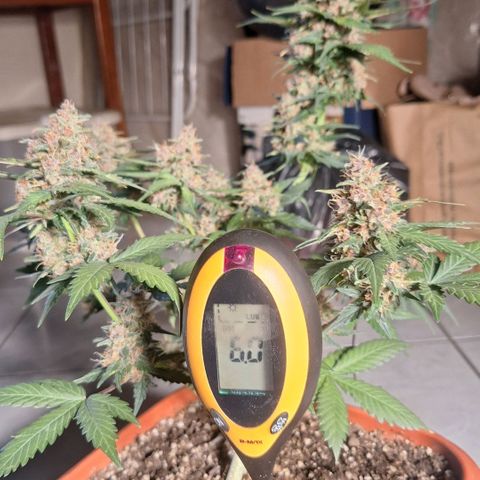 Fast Buds Mix Pack5️⃣ growlog timeline photo