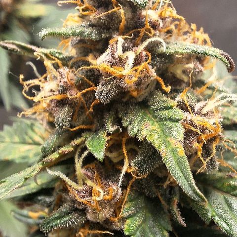 Fast Buds Mix Pack5️⃣ growlog timeline photo