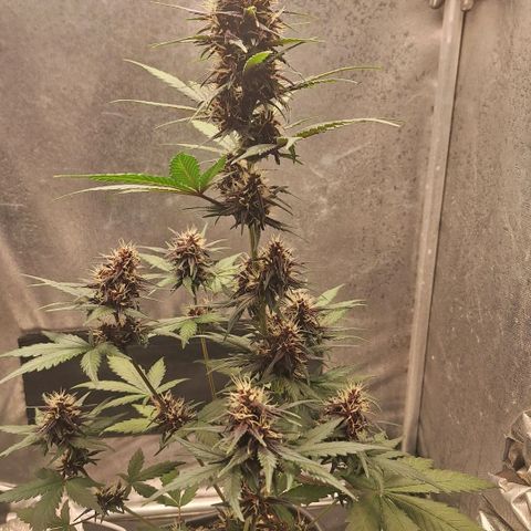 Fastbuds 8️⃣ growlog timeline photo