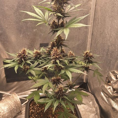 Fastbuds 8️⃣ growlog timeline photo