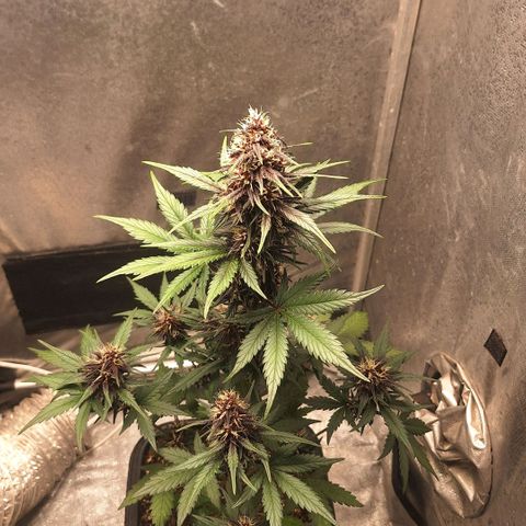 Fastbuds 8️⃣ growlog timeline photo