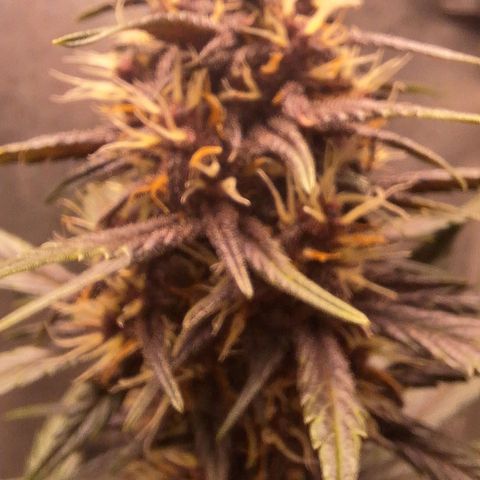 Fastbuds 8️⃣ growlog timeline photo