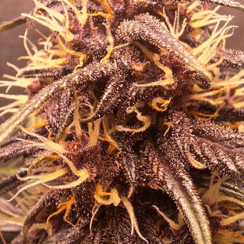 Fastbuds 8️⃣ growlog timeline photo