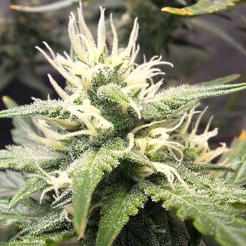 FastBuds 7️⃣ growlog timeline photo